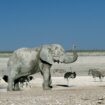 Namibia: Wildtiere schlachten gegen den Wassermangel