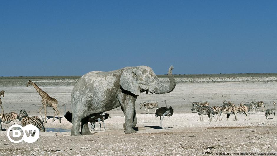 Namibia to cull wild animals amid drought