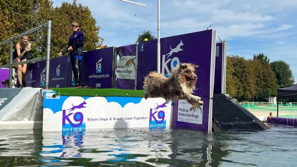 Oise : le succès grandissant de la Woofest, « un parc d’attractions pour chiens »