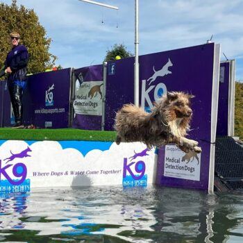 Oise : le succès grandissant de la Woofest, « un parc d’attractions pour chiens »