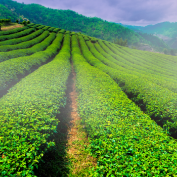 Où partir en Thaïlande à la saison des pluies ?