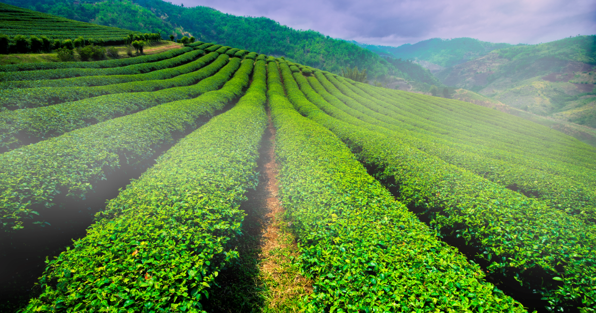 Où partir en Thaïlande à la saison des pluies ?