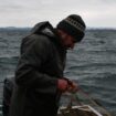 Perturbé par les espèces invasives, le lac de Constance sur la brèche