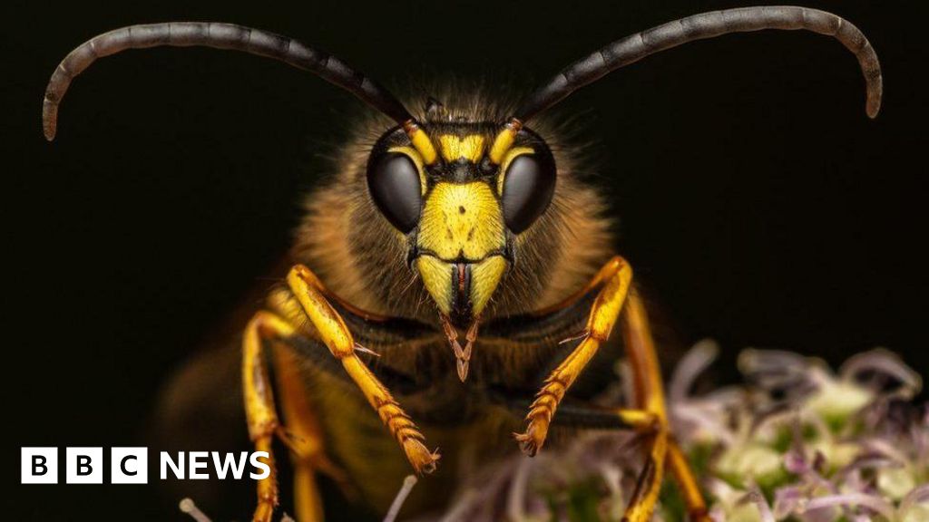 Pest or picture perfect? Lives of bugs captured in striking detail