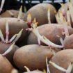 Prevent potatoes from sprouting with this simple storage hack involving fruit