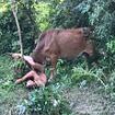 Russian tourist who 'tried to rape a cow' is gored by the animal and has to be rescued by stunned Thai police