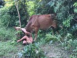 Russian tourist who 'tried to rape a cow' is gored by the animal and has to be rescued by stunned Thai police