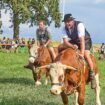 Spektakel am Starnberger See: Bayerisches Rodeo