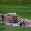 Super furry animals must be freed to save the world – battling killer floods and famine