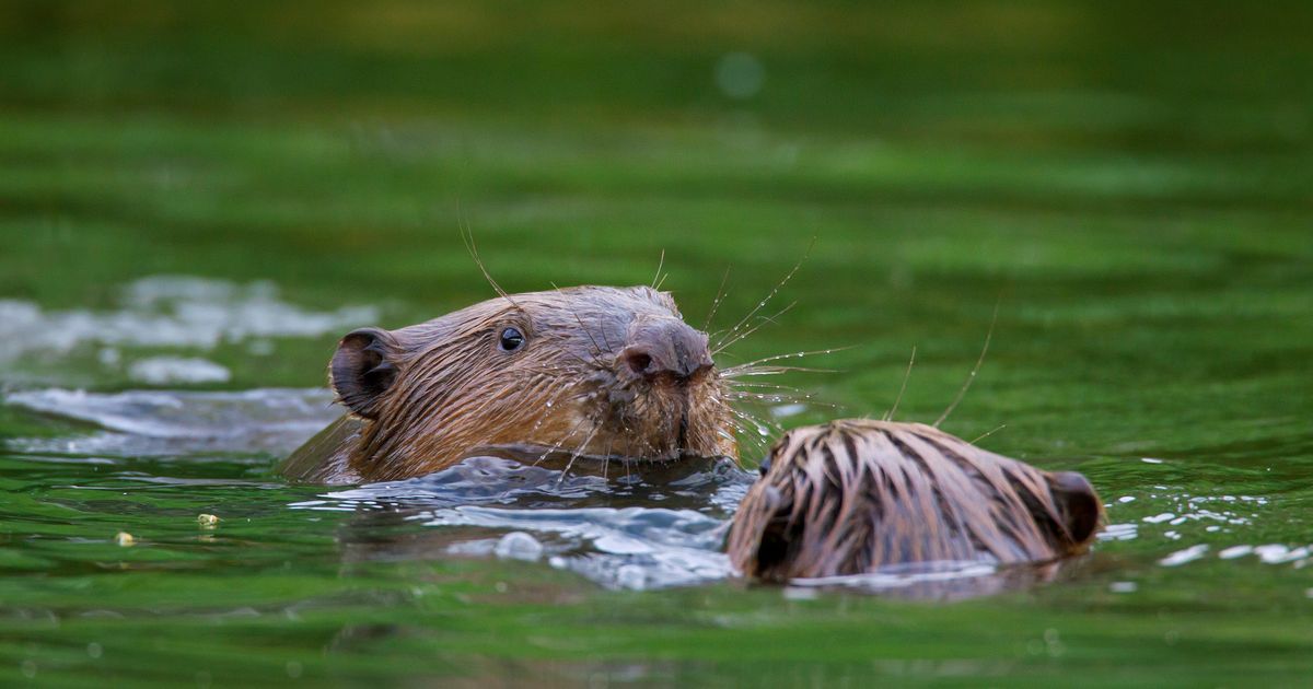 Super furry animals must be freed to save the world – battling killer floods and famine