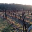 Tarn : des surfaces viticoles violemment impactées par la grêle quelques jours avant les vendanges