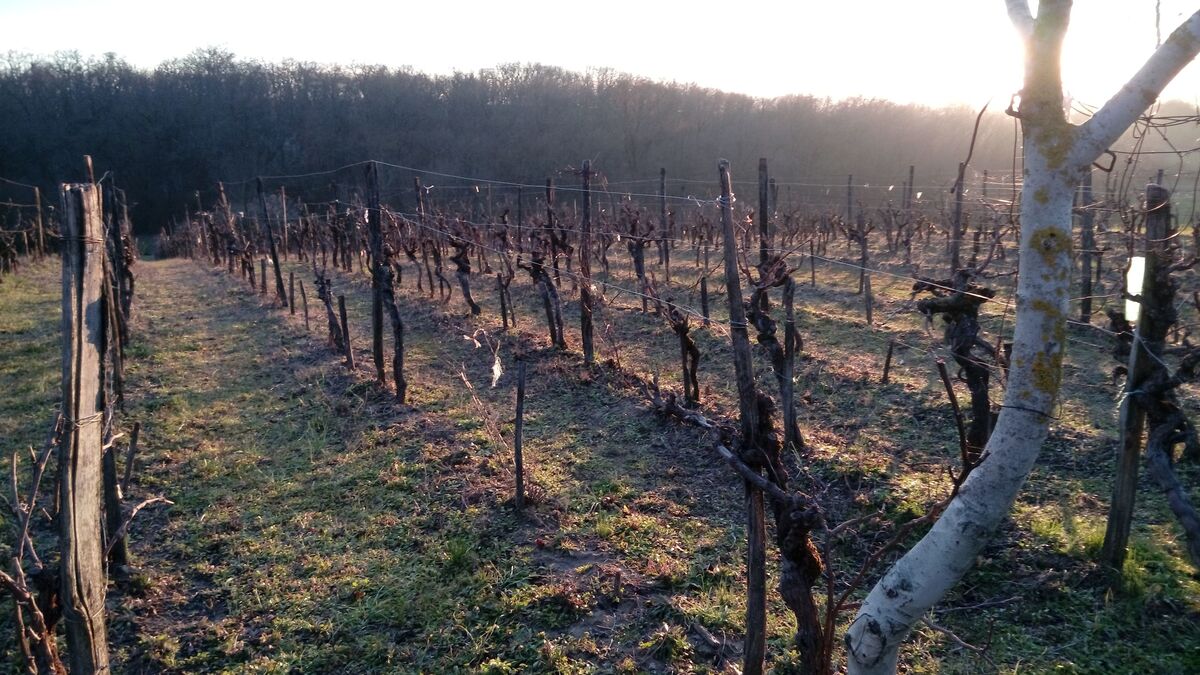 Tarn : des surfaces viticoles violemment impactées par la grêle quelques jours avant les vendanges