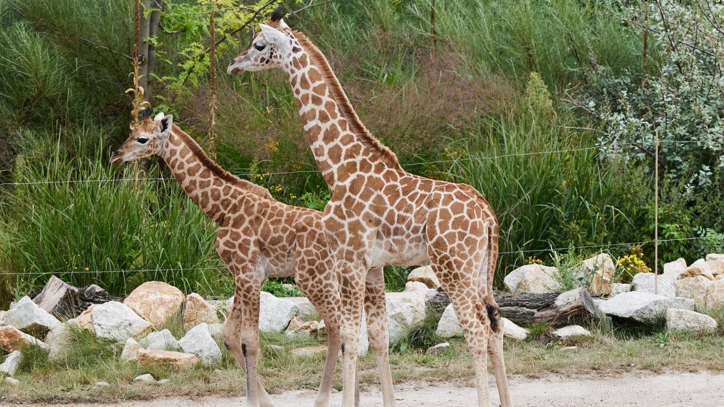 Über 100 Vorschläge: Namen gefunden: Giraffenbabys im Berliner Tierpark heißen "Berti" und "Emily"