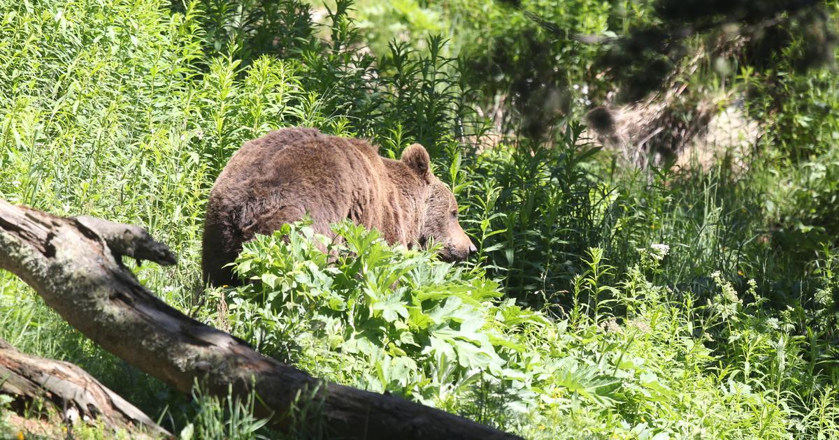 «Un massacre» : en Suède, les défenseurs de l'environnement s'indignent de l'abattage des ours bruns