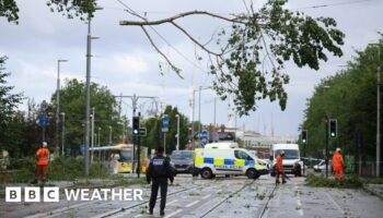 Emergency workers removing fallen tree branches from tram lines