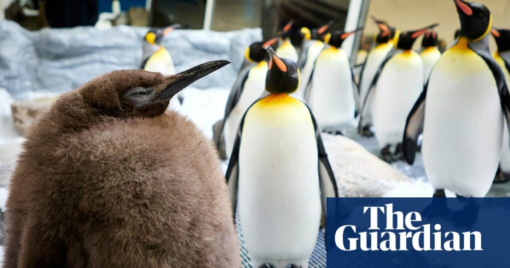 ‘Big baby’: Melbourne aquarium’s huge 22.5kg penguin chick Pesto set to slim down after becoming viral star