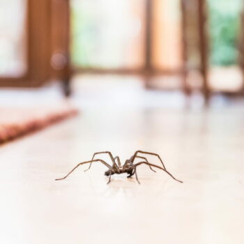 Gardez les araignées hors de chez vous grâce à cet ingrédient de cuisine que l'on a tous