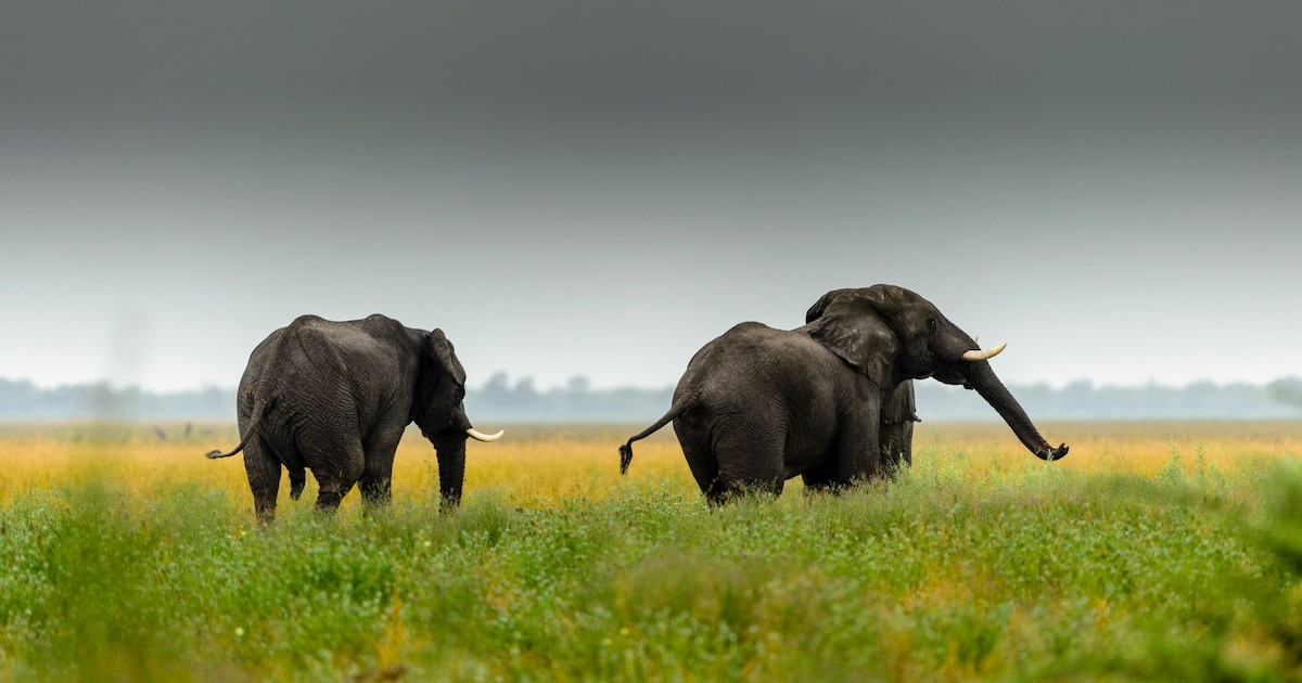 Amateurs de faune et de flore, intéressez-vous de près au Botswana. Enclavé entre la Namibie, l'Afrique du Sud et le Zimbabwe, le pays est idéal à visiter en avril et octobre, avec des réductions d'hôtels atteignant en moyenne 32%.