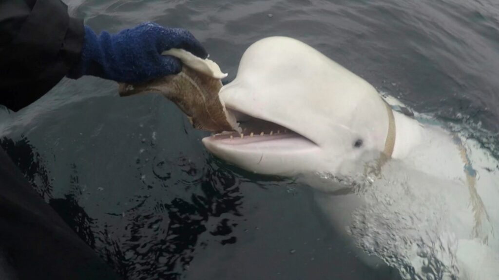 FILE - In this photo taken in April 2019 a beluga whale found in Arctic Norway is fed.   (Jorgen Ree Wiig, Norwegian Directorate of Fisheries via AP)