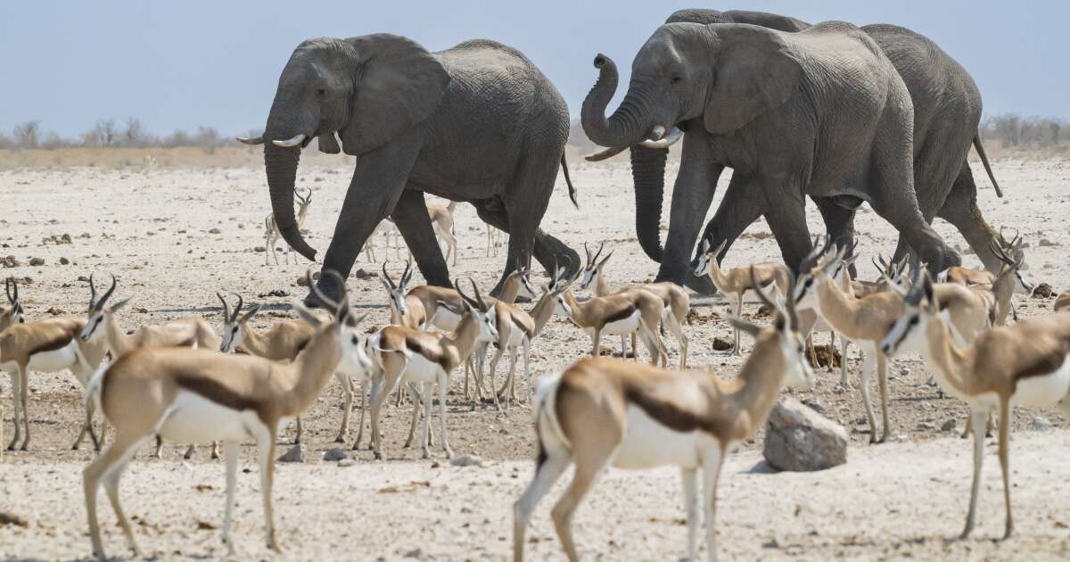 La Namibie va abattre des dizaines d’animaux sauvages pour leur viande