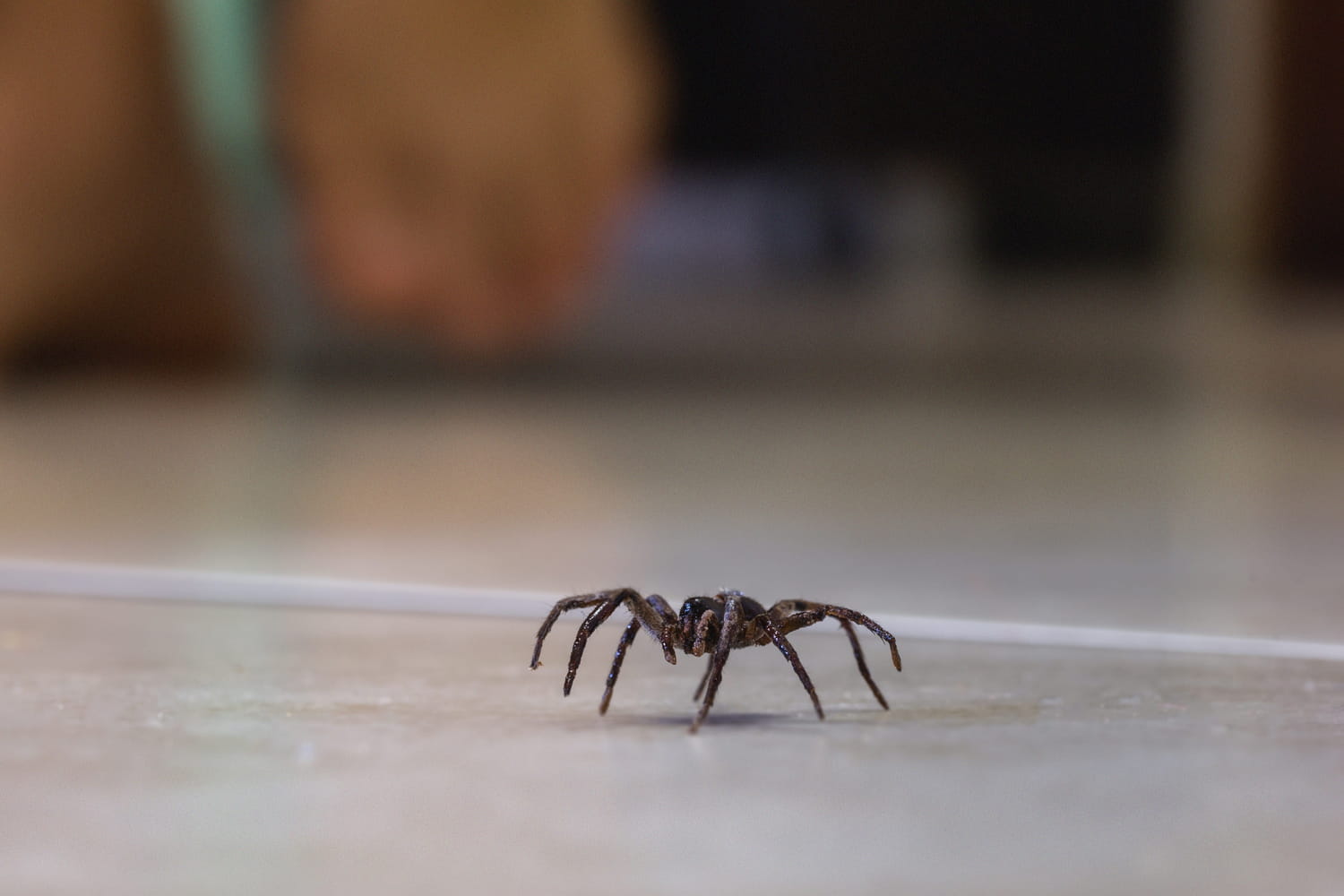 On fait tous cette erreur avec les araignées, vous pourriez le regretter