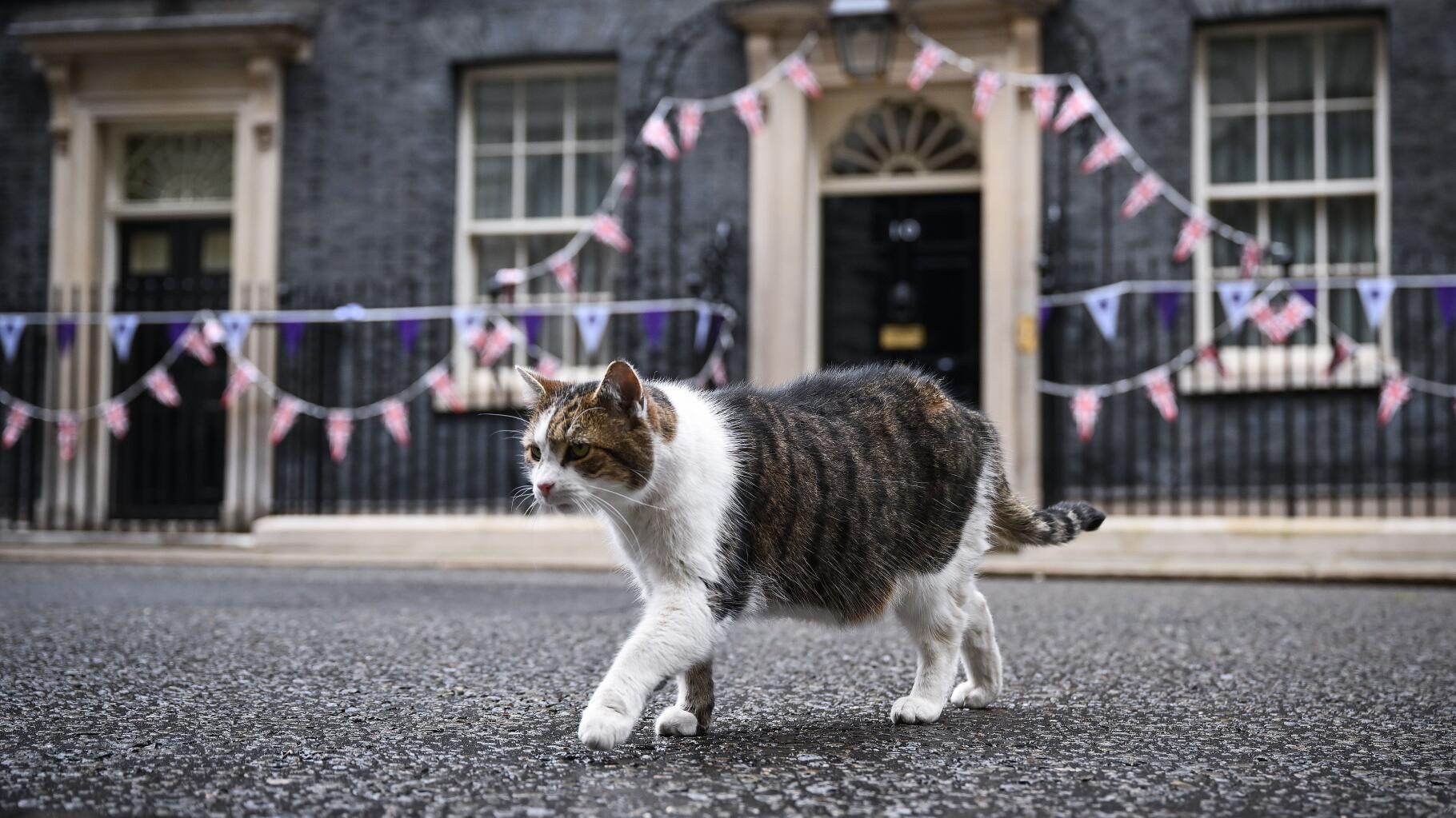 Au Royaume-Uni, Larry le chat de Downing Street va avoir un nouveau colocataire