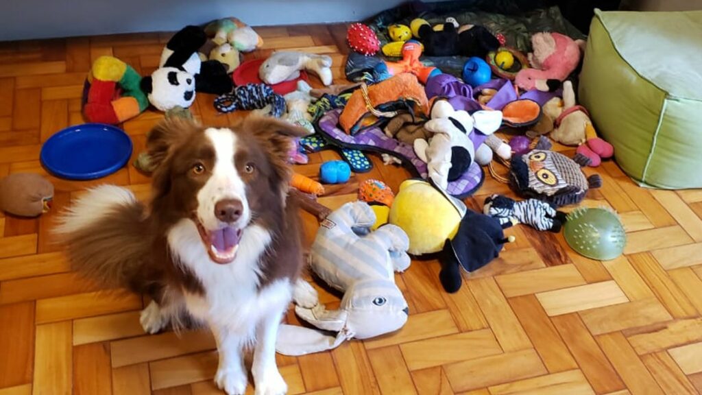 Border collie Gaia was the standout dog in the group. Pic: Eotvos Lorand University/PA Wire