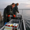 Dans le nord de l’Allemagne, des “Sea Rangers” tentent d’allier pêche et protection des fonds marins