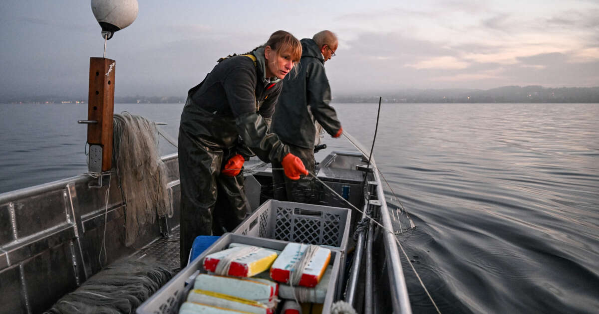 Dans le nord de l’Allemagne, des “Sea Rangers” tentent d’allier pêche et protection des fonds marins