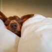 Doctor's warning that you should never share a bed with your dog