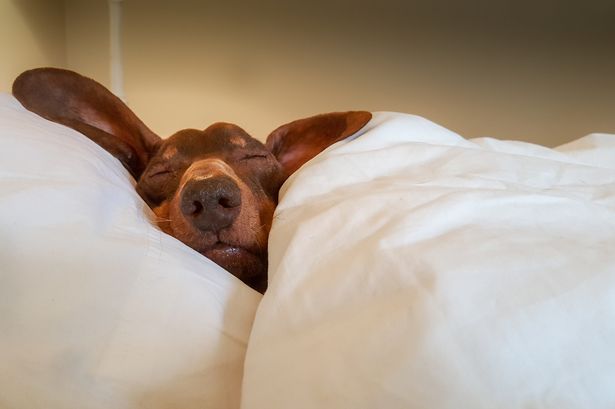 Doctor's warning that you should never share a bed with your dog