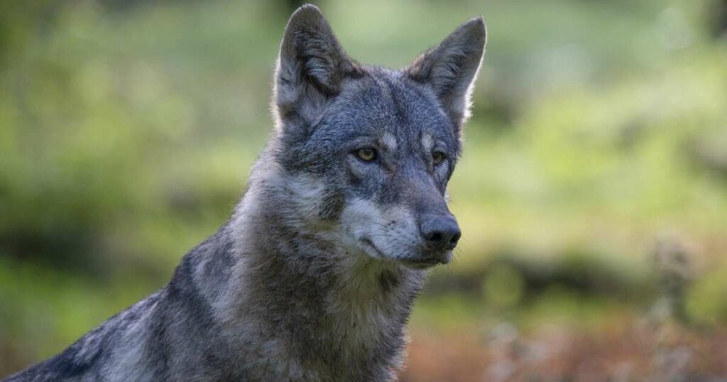 Les Pays-Bas vont devoir apprendre à vivre avec le loup