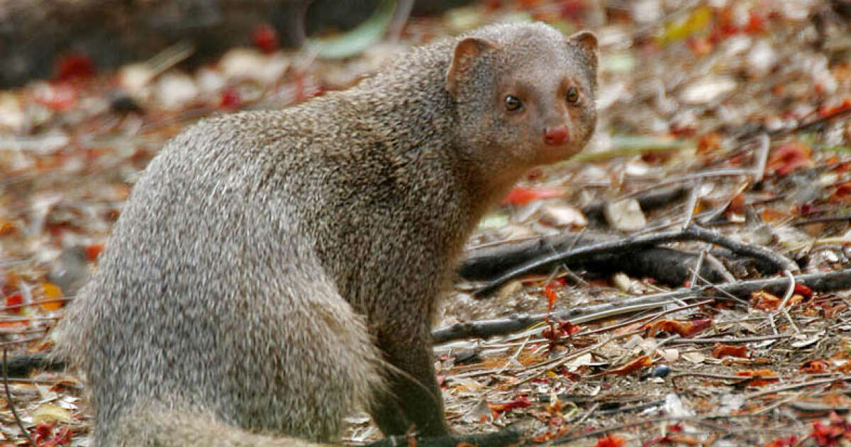 Au Japon, une île se débarrasse de ses mangoustes invasives