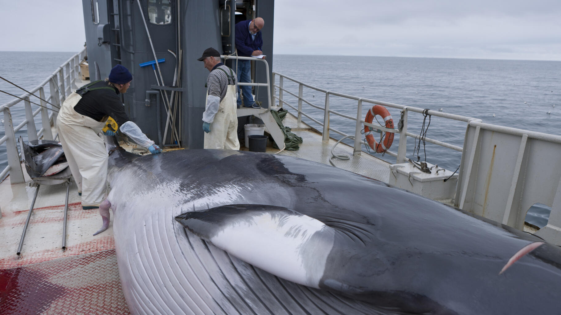 Détention de Paul Watson : le Japon veut manger toujours plus de baleines