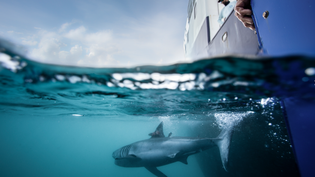 Pic: Ocearch