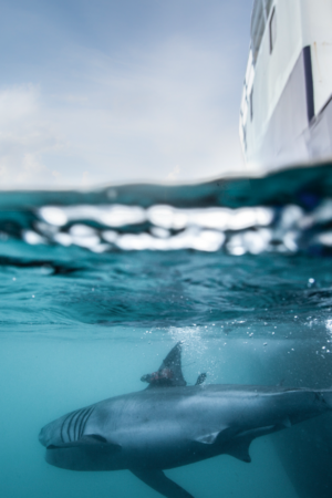 Pic: Ocearch