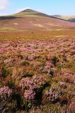 Skiddaw Forest. Pic: Joe Murphy/PA