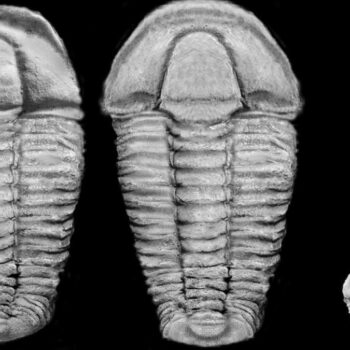 500 Millionen Jahre alte Fossilien in Bayern entdeckt