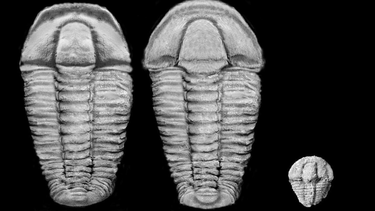 500 Millionen Jahre alte Fossilien in Bayern entdeckt