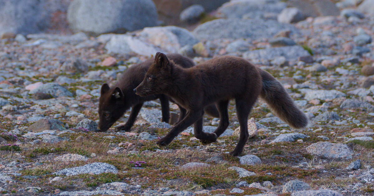 L’été des renards