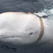 Was a beloved whale suspected of being a Russian ‘spy’ killed in Norway?