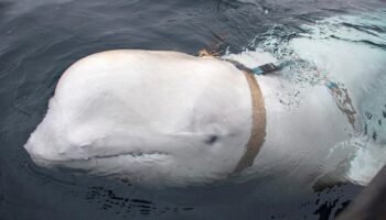 Was a beloved whale suspected of being a Russian ‘spy’ killed in Norway?