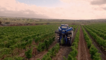 Intempéries : des vignobles français en péril ?