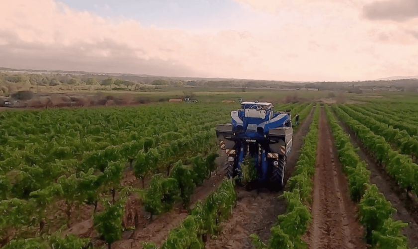 Intempéries : des vignobles français en péril ?