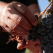 Aude : des vendanges décevantes en perspective ?