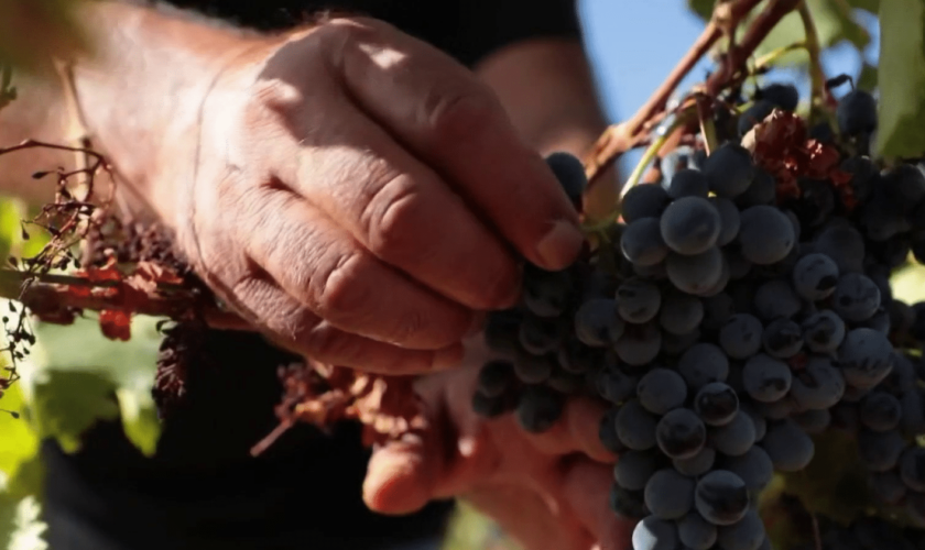 Aude : des vendanges décevantes en perspective ?