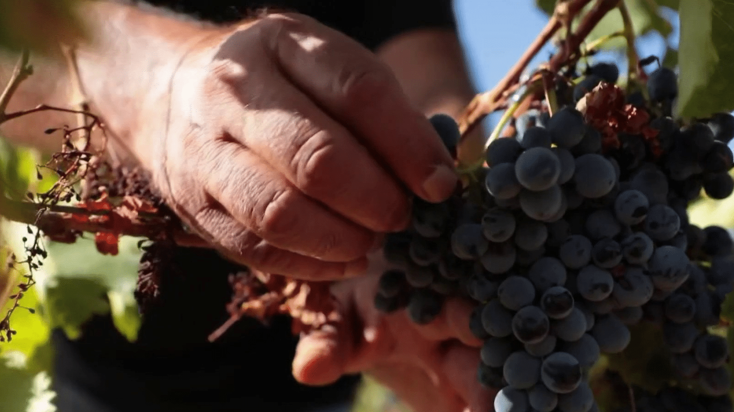 Aude : des vendanges décevantes en perspective ?