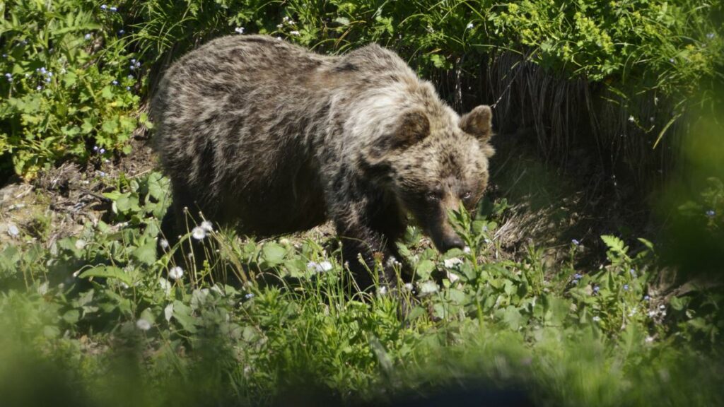 Bär attackiert und verletzt Spaziergänger im Nationalpark