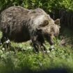 Bär attackiert und verletzt Spaziergänger im Nationalpark