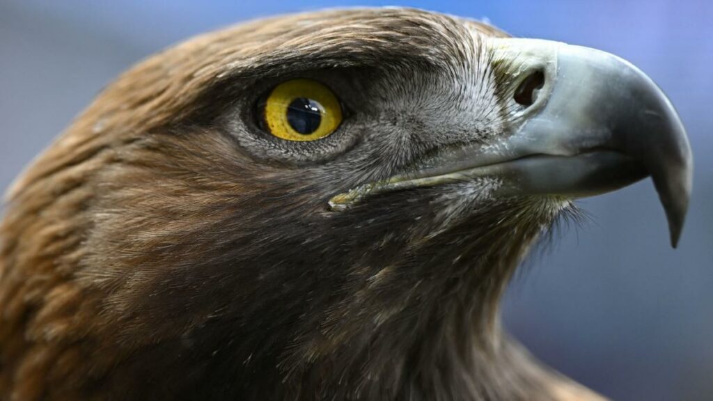 Steinadler greift Kleinkind „wie ein Beutetier“ aus der Luft an